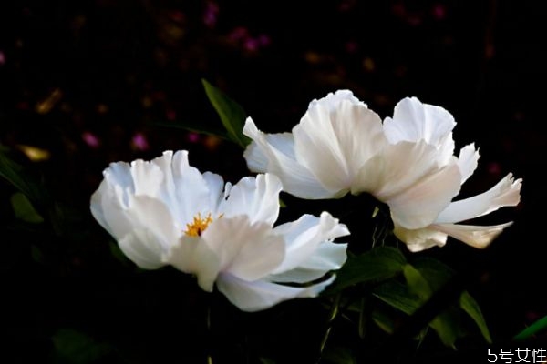 鳳丹是一種什么植物呢 鳳丹有什么作用呢 鳳丹是一種什么植物呢 鳳丹有什么作用呢