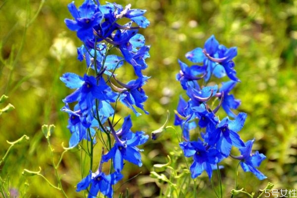 翠雀花是什么植物呢 翠雀花有什么作用呢 翠雀花是什么植物呢 翠雀花有什么作用呢