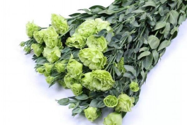 什么是洋桔梗呢 洋桔梗有什么作用呢 什么是洋桔梗呢 洋桔梗有什么作用呢