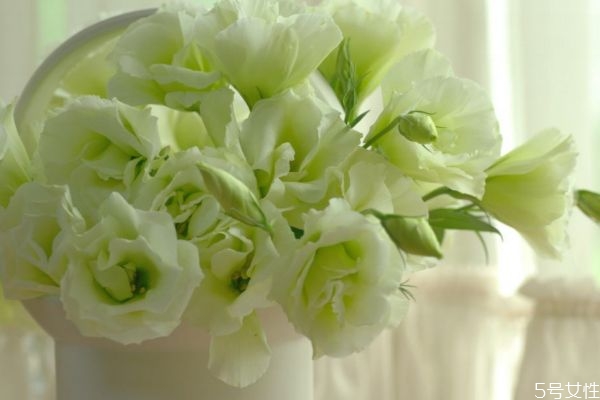 什么是洋桔梗呢 洋桔梗有什么作用呢 什么是洋桔梗呢 洋桔梗有什么作用呢