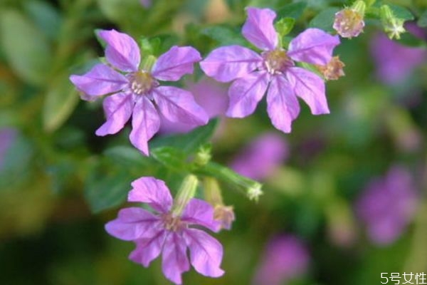 什么是萼距花呢 萼距花有什么作用呢 什么是萼距花呢 萼距花有什么作用呢