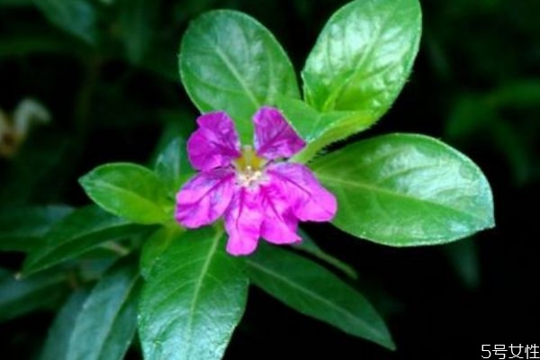 什么是萼距花呢 萼距花有什么作用呢 什么是萼距花呢 萼距花有什么作用呢