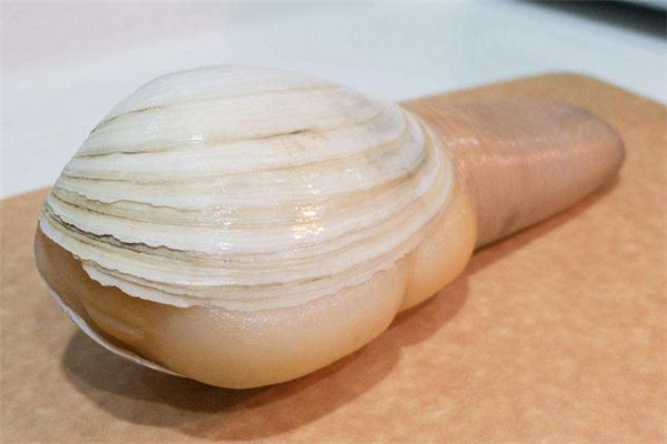 象拔蚌是海鮮還是河鮮 象拔蚌是發(fā)物嗎 象拔蚌是海鮮還是河鮮 象拔蚌是發(fā)物嗎