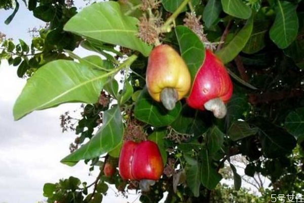 腰果是怎么來(lái)的呢 腰果什么時(shí)候成熟呢 腰果是怎么來(lái)的呢 腰果什么時(shí)候成熟呢