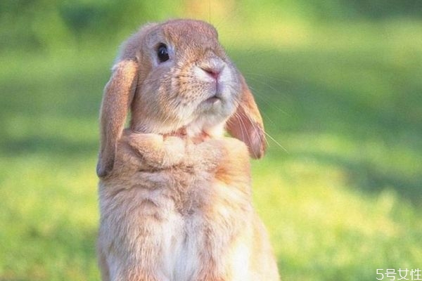 兔肉是發(fā)物嗎 兔肉是白肉嗎 兔肉是發(fā)物嗎 兔肉是白肉嗎