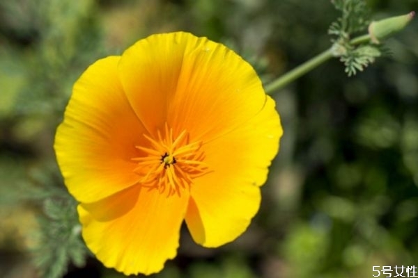 花菱草的花語(yǔ)是什么呢 花菱草的種植有什么注意呢 花菱草的花語(yǔ)是什么呢 花菱草的種植有什么注意呢