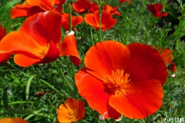 花菱草的花語(yǔ)是什么呢 花菱草的種植有什么注意呢 花菱草的花語(yǔ)是什么呢 花菱草的種植有什么注意呢