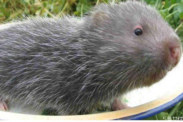 竹鼠和黑豚哪個好養(yǎng) 黑豚鼠的營養(yǎng)價值 竹鼠和黑豚哪個好養(yǎng) 黑豚鼠的營養(yǎng)價值