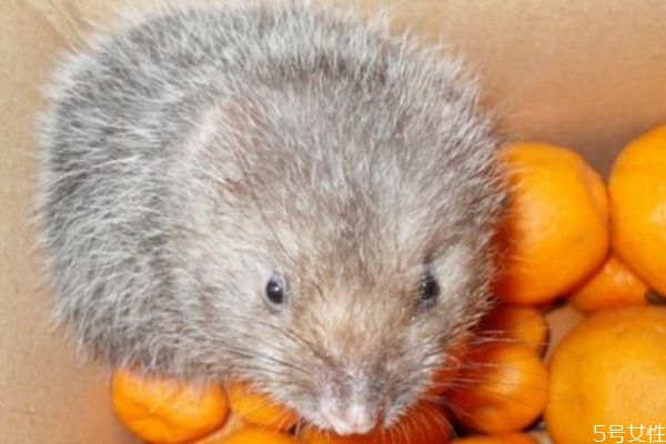 竹鼠和黑豚哪個好養(yǎng) 黑豚鼠的營養(yǎng)價值 竹鼠和黑豚哪個好養(yǎng) 黑豚鼠的營養(yǎng)價值