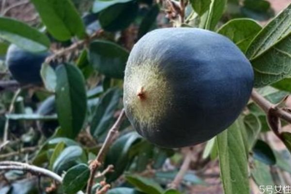 什么是霹靂果呢 霹靂果有什么營養(yǎng)價(jià)值呢 什么是霹靂果呢 霹靂果有什么營養(yǎng)價(jià)值呢