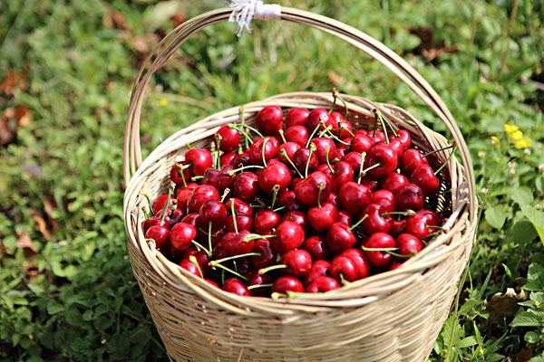 車厘子草酸含量高嗎 車厘子花青素含量高嗎 車厘子草酸含量高嗎 車厘子花青素含量高嗎