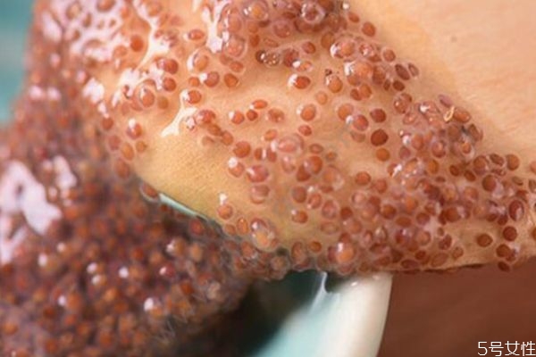 海藻面膜可以每天敷嗎 海藻面膜前幾次使用連著用幾天 海藻面膜可以每天敷嗎 海藻面膜前幾次使用連著用幾天