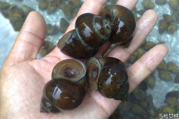 田螺有什么營養(yǎng)價(jià)值呢 田螺怎么做好吃呢 田螺有什么營養(yǎng)價(jià)值呢 田螺怎么做好吃呢