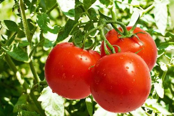 養(yǎng)胃吃西紅柿好嗎 西紅柿養(yǎng)胃怎么吃好 養(yǎng)胃吃西紅柿好嗎 西紅柿養(yǎng)胃怎么吃好