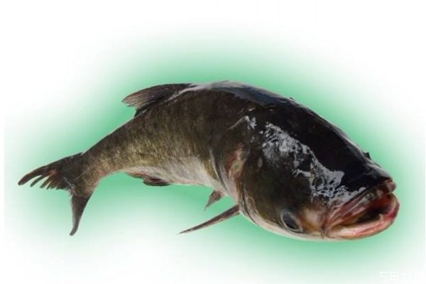 什么是大口鯰呢 大口鯰有什么營養(yǎng)營養(yǎng)價值呢 什么是大口鯰呢 大口鯰有什么營養(yǎng)營養(yǎng)價值呢