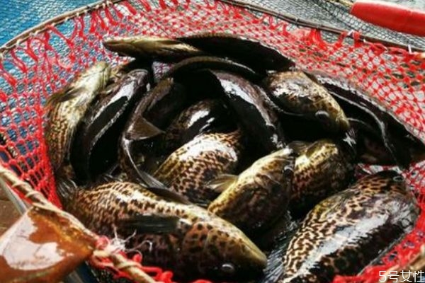 沙鱧有什么營(yíng)養(yǎng)價(jià)值呢 沙鱧怎么做好吃呢 沙鱧有什么營(yíng)養(yǎng)價(jià)值呢 沙鱧怎么做好吃呢