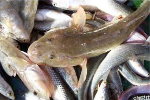 沙鱧有什么營(yíng)養(yǎng)價(jià)值呢 沙鱧怎么做好吃呢 沙鱧有什么營(yíng)養(yǎng)價(jià)值呢 沙鱧怎么做好吃呢