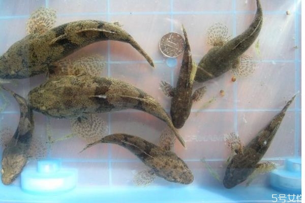 沙鱧有什么營(yíng)養(yǎng)價(jià)值呢 沙鱧怎么做好吃呢 沙鱧有什么營(yíng)養(yǎng)價(jià)值呢 沙鱧怎么做好吃呢