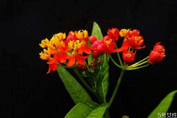 馬利筋是一種什么植物呢 馬利筋有什么作用呢 馬利筋是一種什么植物呢 馬利筋有什么作用呢