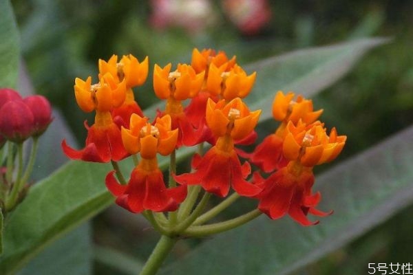 馬利筋是一種什么植物呢 馬利筋有什么作用呢 馬利筋是一種什么植物呢 馬利筋有什么作用呢