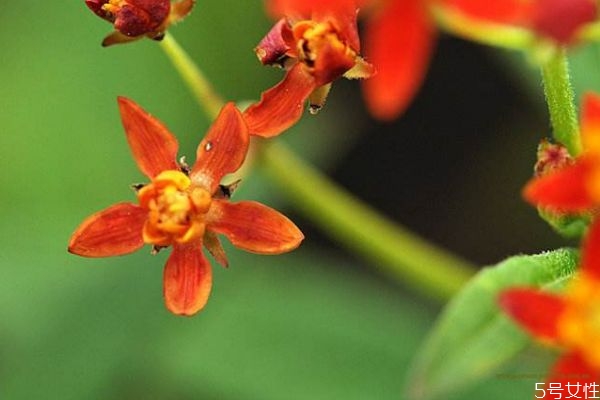 馬利筋的花語是什么呢 馬利筋的種植有什么注意的呢 馬利筋的花語是什么呢 馬利筋的種植有什么注意的呢