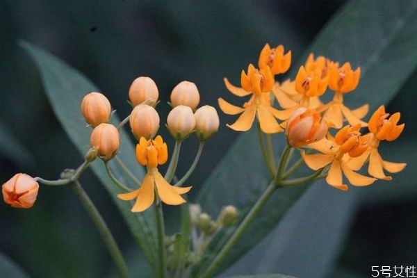 馬利筋的花語是什么呢 馬利筋的種植有什么注意的呢 馬利筋的花語是什么呢 馬利筋的種植有什么注意的呢