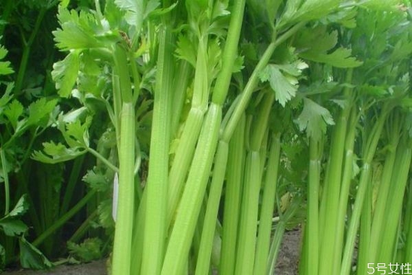 什么是西芹呢 西芹有什么營養(yǎng)價值呢 什么是西芹呢 西芹有什么營養(yǎng)價值呢