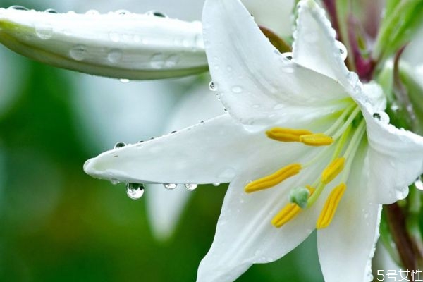 百合可以吃嗎 百合可以怎么吃呢 百合可以吃嗎 百合可以怎么吃呢