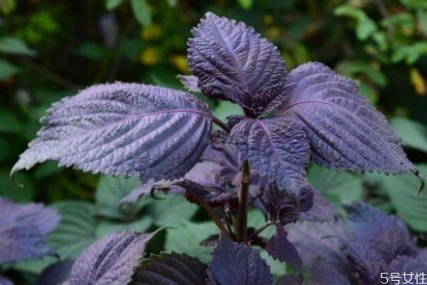 什么是紫蘇葉呢 紫蘇葉有什么營養(yǎng)價(jià)值呢 什么是紫蘇葉呢 紫蘇葉有什么營養(yǎng)價(jià)值呢