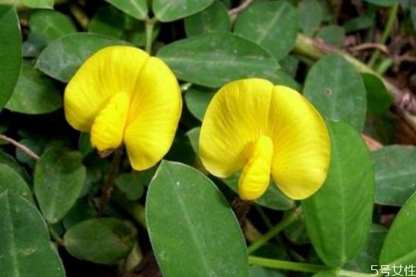 蔓花生的花語是什么呢 蔓花生的種植有什么注意的呢 蔓花生的花語是什么呢 蔓花生的種植有什么注意的呢