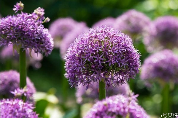 大花蔥是一種什么植物呢 大花蔥有什么作用呢 大花蔥是一種什么植物呢 大花蔥有什么作用呢