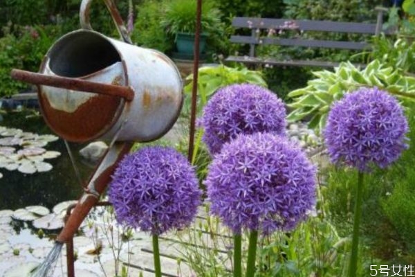 大花蔥的花語是什么呢 大花蔥的種植有什么注意的呢 大花蔥的花語是什么呢 大花蔥的種植有什么注意的呢