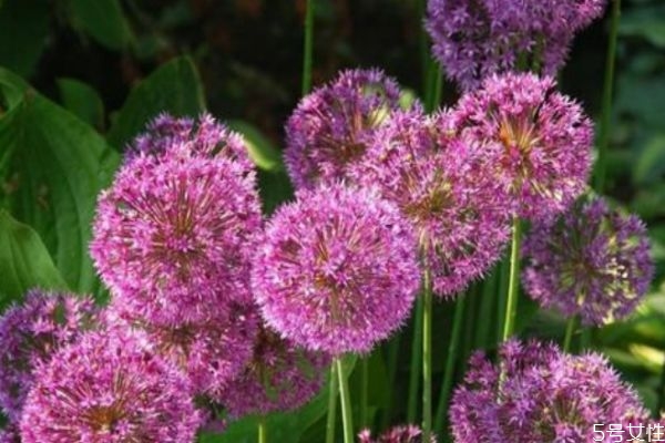 大花蔥的花語是什么呢 大花蔥的種植有什么注意的呢 大花蔥的花語是什么呢 大花蔥的種植有什么注意的呢