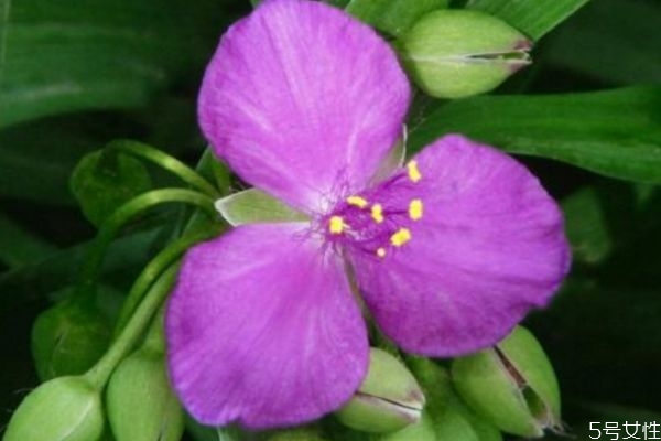 紫露草的花語是什么呢 紫露草的種植有什么注意的呢 紫露草的花語是什么呢 紫露草的種植有什么注意的呢