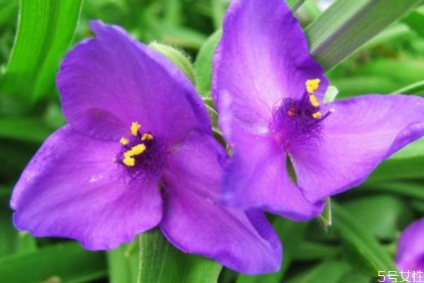 紫露草的花語是什么呢 紫露草的種植有什么注意的呢 紫露草的花語是什么呢 紫露草的種植有什么注意的呢