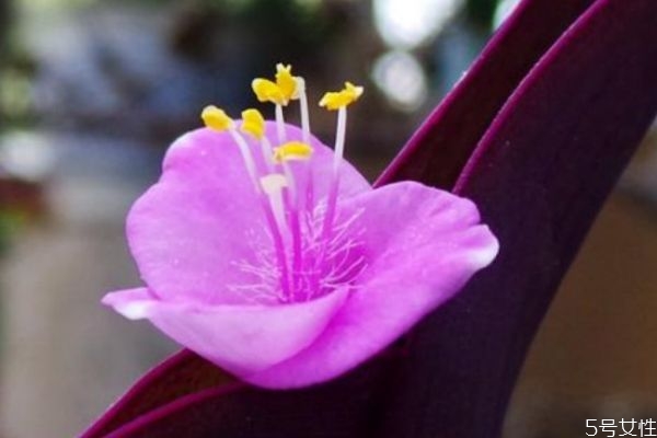 紫露草的花語是什么呢 紫露草的種植有什么注意的呢 紫露草的花語是什么呢 紫露草的種植有什么注意的呢