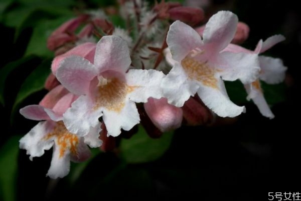 猬實(shí)的花語(yǔ)是什么呢 猬實(shí)的種植有什么注意的呢 猬實(shí)的花語(yǔ)是什么呢 猬實(shí)的種植有什么注意的呢