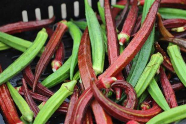 孕婦可以吃紅秋葵嗎 孕婦吃紅秋葵對胎兒好嗎 孕婦可以吃紅秋葵嗎 孕婦吃紅秋葵對胎兒好嗎