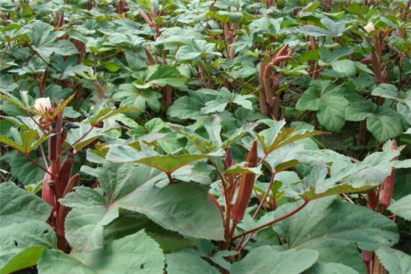 紅秋葵什么人不能吃 紅秋葵可以天天吃嗎 紅秋葵什么人不能吃 紅秋葵可以天天吃嗎