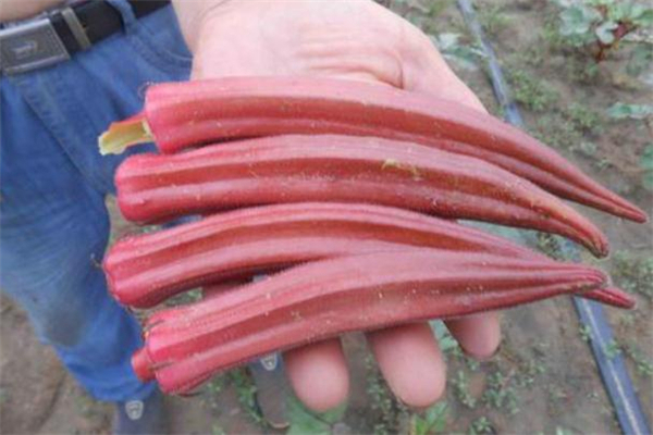 紅秋葵什么人不能吃 紅秋葵可以天天吃嗎 紅秋葵什么人不能吃 紅秋葵可以天天吃嗎