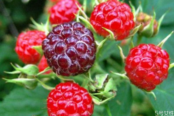 什么是山莓呢 山莓有什么營養(yǎng)價值呢 什么是山莓呢 山莓有什么營養(yǎng)價值呢