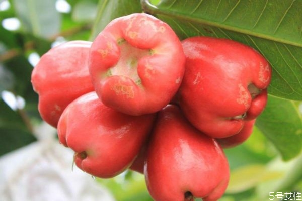 什么是洋蒲桃呢 洋蒲桃可以吃嗎 什么是洋蒲桃呢 洋蒲桃可以吃嗎