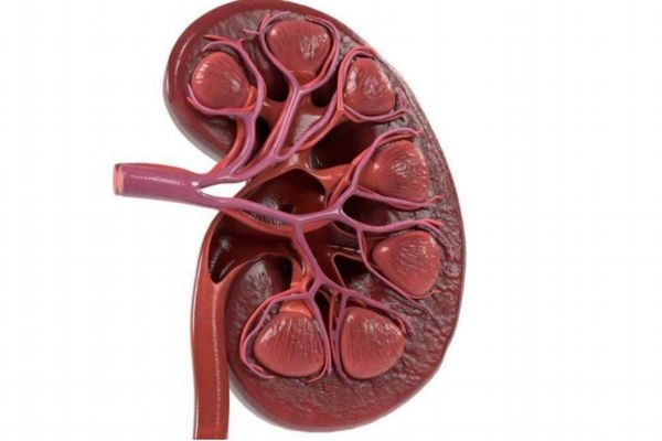 腎積水的高發(fā)人群有哪些呢 造成腎積水的原因有什么呢 腎積水的高發(fā)人群有哪些呢 造成腎積水的原因有什么呢