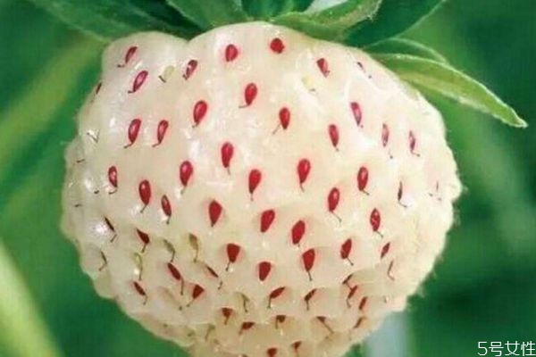 什么是菠蘿莓呢 菠蘿莓有什么營(yíng)養(yǎng)價(jià)值呢 什么是菠蘿莓呢 菠蘿莓有什么營(yíng)養(yǎng)價(jià)值呢