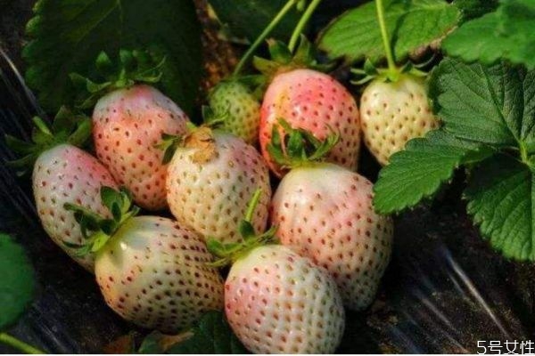 什么是菠蘿莓呢 菠蘿莓有什么營(yíng)養(yǎng)價(jià)值呢 什么是菠蘿莓呢 菠蘿莓有什么營(yíng)養(yǎng)價(jià)值呢