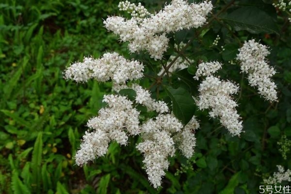 山指甲是一種什么植物呢 山指甲有什么作用呢 山指甲是一種什么植物呢 山指甲有什么作用呢