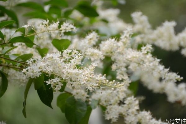 山指甲是一種什么植物呢 山指甲有什么作用呢 山指甲是一種什么植物呢 山指甲有什么作用呢