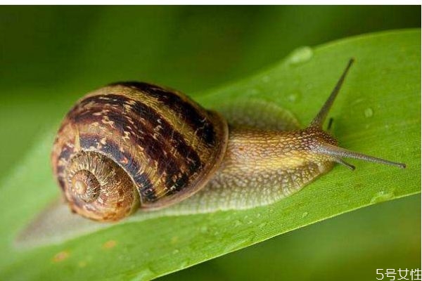 蝸牛美容有效果嗎 什么是蝸牛美容呢 蝸牛美容有效果嗎 什么是蝸牛美容呢