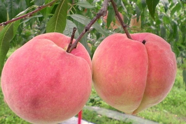 桃子一次性適合吃多少 桃子肉變褐色還能吃嗎 桃子一次性適合吃多少 桃子肉變褐色還能吃嗎