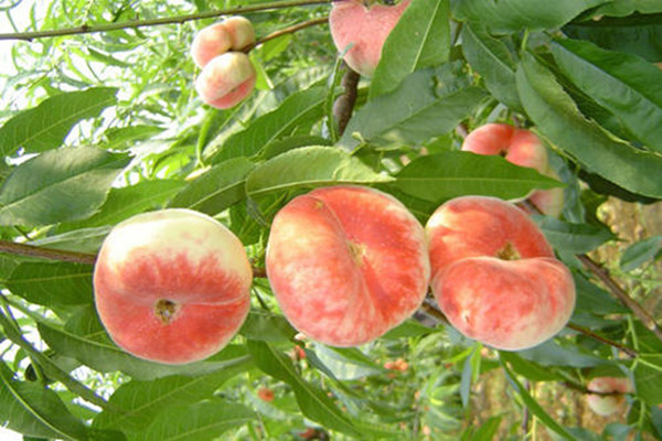 桃子一次性適合吃多少 桃子肉變褐色還能吃嗎 桃子一次性適合吃多少 桃子肉變褐色還能吃嗎